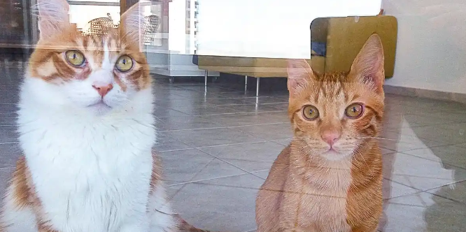 猫咪突然随地小便是什么原因 猫咪突然随地小便是什么原因