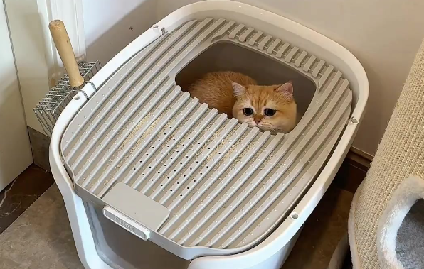 PETELLIGENT猫砂盆买大的还是小的