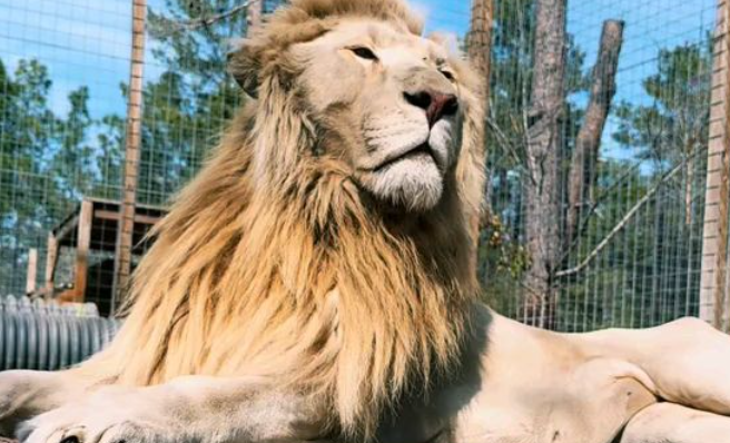 宠物狮逃脱袭击3人！主人被捕后，又有5名非法饲养者被抓