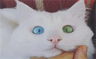异瞳猫,只用一双眼睛就可以打动人
