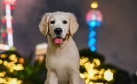 狗狗老是舔小便的地方怎么回事