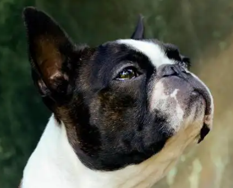 治疗犬的优秀工作者——波士顿梗犬