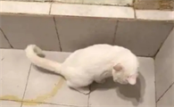 猫到处撒尿是怎么回事