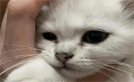 猫咪鼻塞什么症状