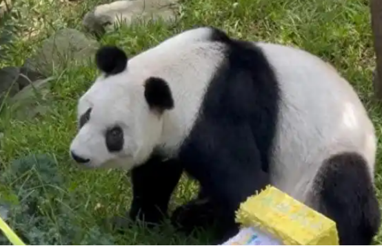 墨西哥举行大熊猫“欣欣”35岁生日庆祝活动 墨西哥举行大熊猫“欣欣”35岁生日庆祝活动