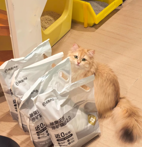哪款猫砂便宜又好用？网易严选猫砂，你的高性价比之选