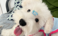 狗狗黑色指甲怎么看血线