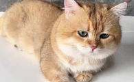 猫的眼睛一只蓝一只黄是什么原因