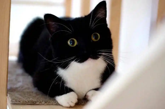 猫抽搐频率增加需要调整治疗吗 猫抽搐频率增加需要调整治疗吗