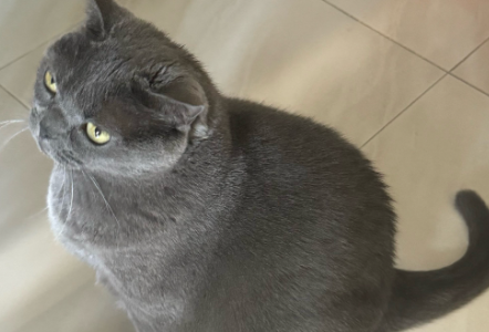 猫咪连续几天呕吐不吃东西没精神