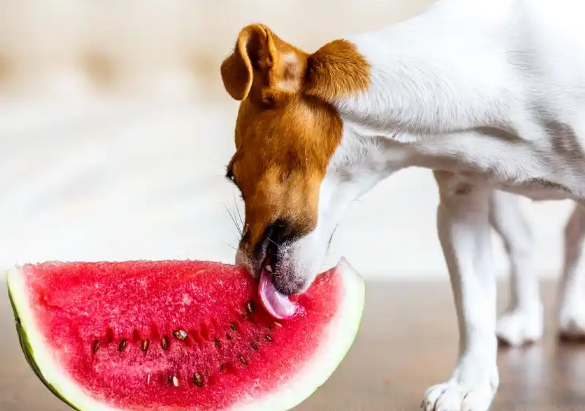 狗狗吃西瓜的好处 狗狗吃西瓜的好处