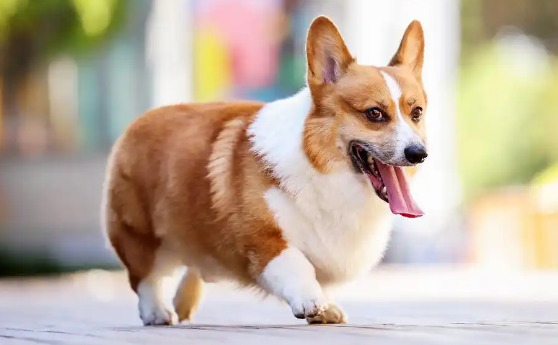 威尔斯柯基犬的智商相当于人的几岁?原来它这么聪明! 威尔斯柯基犬的智商相当于人的几岁?原来它这么聪明!