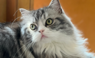 猫咪拉屎带血是怎么回事吃什么药