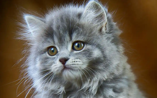 猫换牙后新牙生长异常该怎么办
