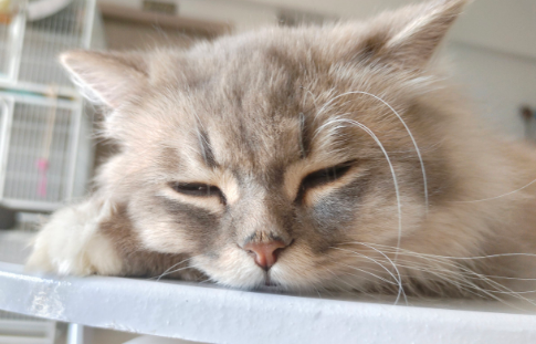 猫咪泪痕重是饮食不当导致的吗? 猫咪泪痕重是饮食不当导致的吗?