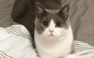 猫咪呼吸特别快但是状态很好正常吗