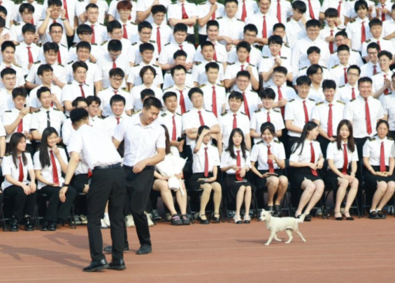 学生在拍毕业照,生活在校园的流浪狗坐到了最前排! 学生在拍毕业照,生活在校园的流浪狗坐到了最前排!