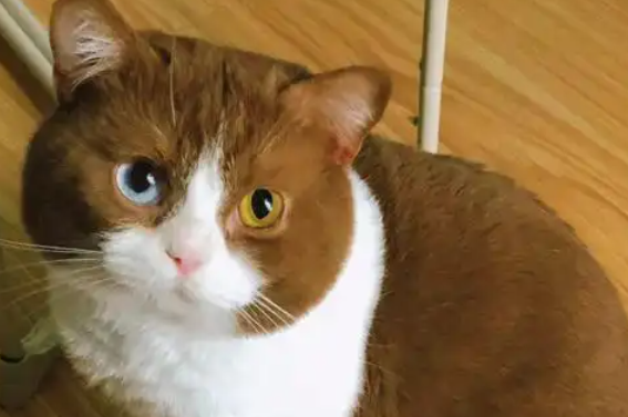 猫牙掉了怎么办