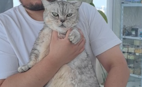 让流浪猫“打工”赚口粮的猫咖难以为继，店主发帖求助引网友