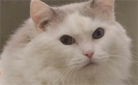 猫咪吐毛球一般吐几天属于正常