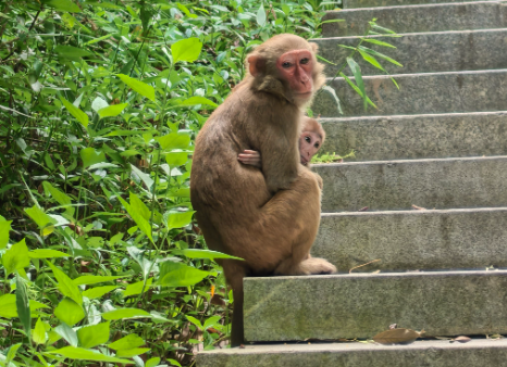 贵阳一景区保安大爷用弹弓赶猴子,被自称南京游客指着骂 贵阳一景区保安大爷用弹弓赶猴子,被自称南京游客指着骂