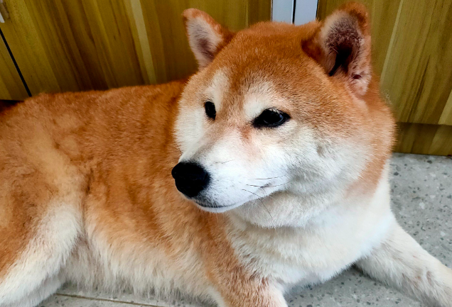 狗狗大便稀软怎么回事吃什么药
