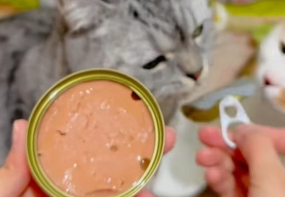 猫罐头主食罐幼猫推荐:希喂白小罐——让主子“舔盘”的秘诀 猫罐头主食罐幼猫推荐:希喂白小罐——让主子“舔盘”的秘诀