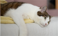 猫瘟康复后的猫咪还会再次感染吗