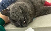 猫咪隐睾是什么原因引起的