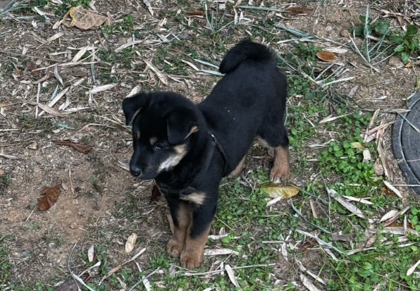 贵阳实施全生命周期养犬管理:电子标识破解治理难题 贵阳实施全生命周期养犬管理:电子标识破解治理难题