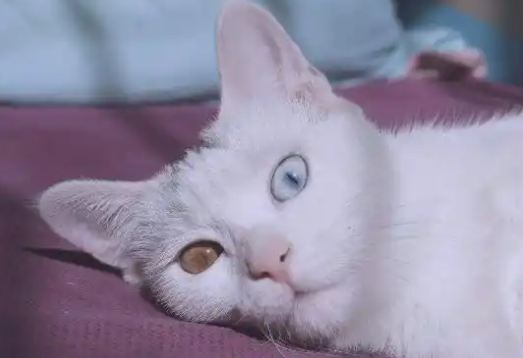 异瞳的猫咪能看见“鬼怪”?别闹了,异瞳猫视力贼差 异瞳的猫咪能看见“鬼怪”?别闹了,异瞳猫视力贼差