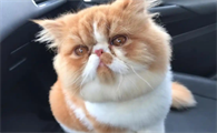 给母猫绝育选择什么季节比较好?