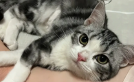 猫生死胎的原因