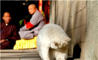 宠物猫咪被吓尿是极度害怕吗