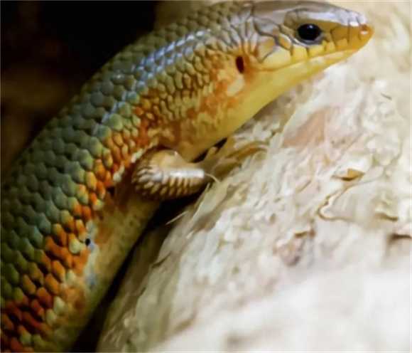 农村野外常见的多种蜥蜴,你了解它们吗? 农村野外常见的多种蜥蜴,你了解它们吗?