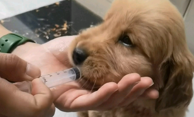 博纳林驱虫药怎么吃 博纳林驱虫药怎么吃