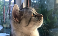 猫尾巴的作用和特点