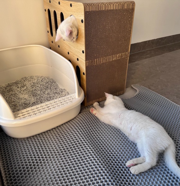 最实用的猫砂盆推荐:猫爪投票猫乐适“面包盆”的三大理由 最实用的猫砂盆推荐:猫爪投票猫乐适“面包盆”的三大理由