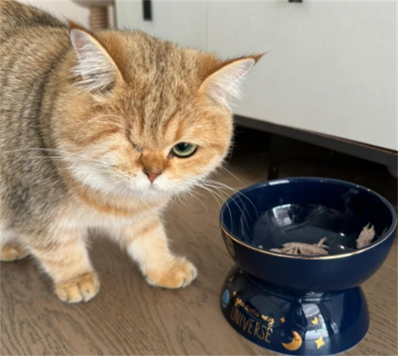 猫吐清水一样的液体不吃东西