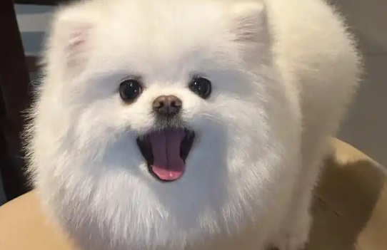 狗狗大腿根温度多少正常 狗狗大腿根温度多少正常