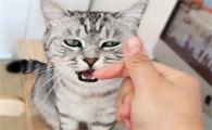 刚带回家的猫咪需要多久才能亲近
