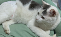 猫咪神经受损头歪身体不协调能恢复吗