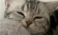 什么会影响猫咪的吸收率