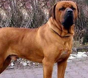 世界十大护卫犬排名，我国一护卫犬种赫然在册