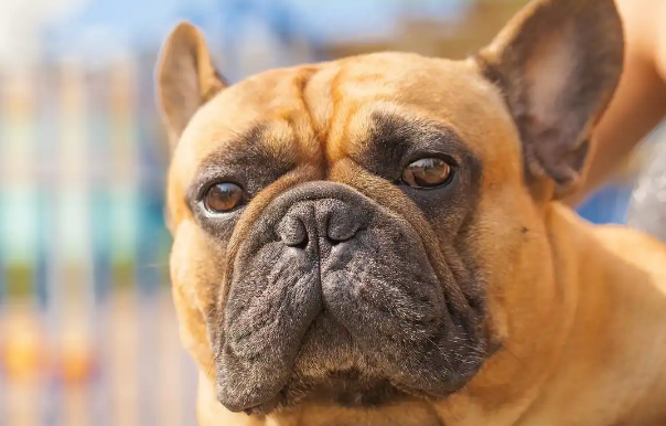 巴哥犬:外表呆萌的陪伴者 巴哥犬:外表呆萌的陪伴者