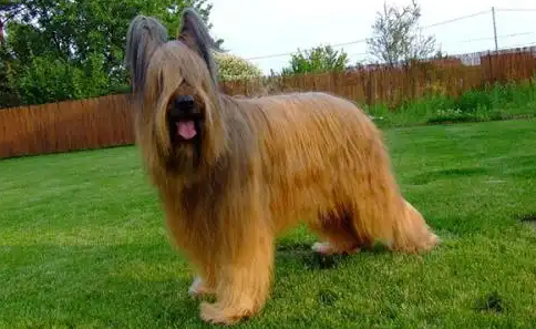 养宠科普：伯瑞犬爱主人的表现有哪些？