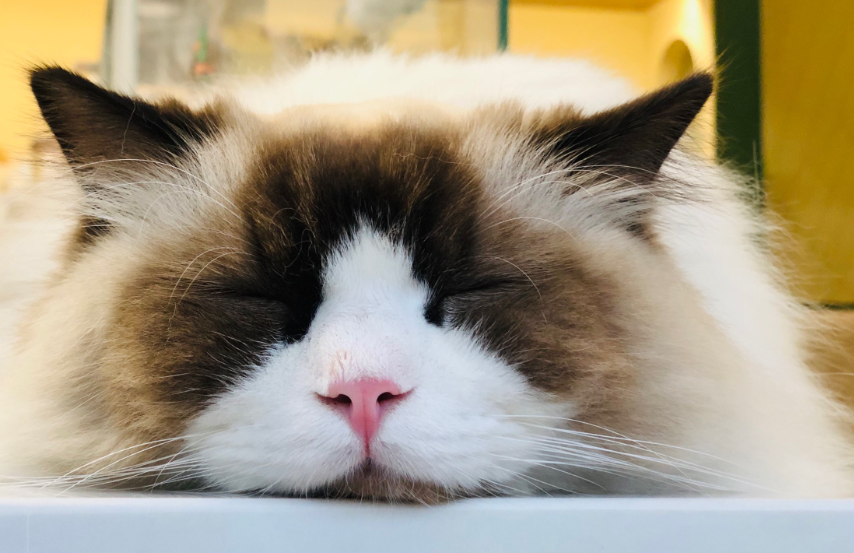 生小猫脐带怎么处理 生小猫脐带怎么处理