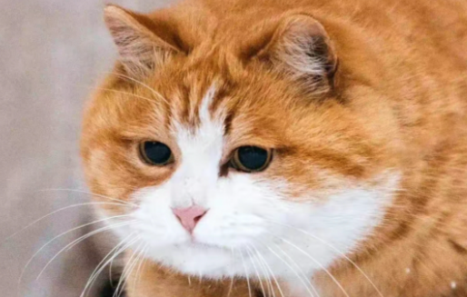 猫界CP巨蛋小子VS司马猫,谁才是真正的顶流? 猫界CP巨蛋小子VS司马猫,谁才是真正的顶流?