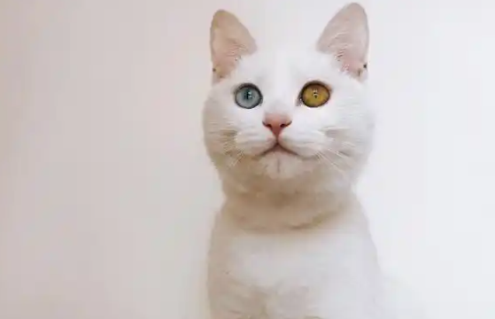 异瞳的猫咪能看见“鬼怪”?别闹了,异瞳猫视力贼差 异瞳的猫咪能看见“鬼怪”?别闹了,异瞳猫视力贼差