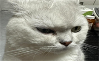猫眼屎红色分泌物怎么办才好